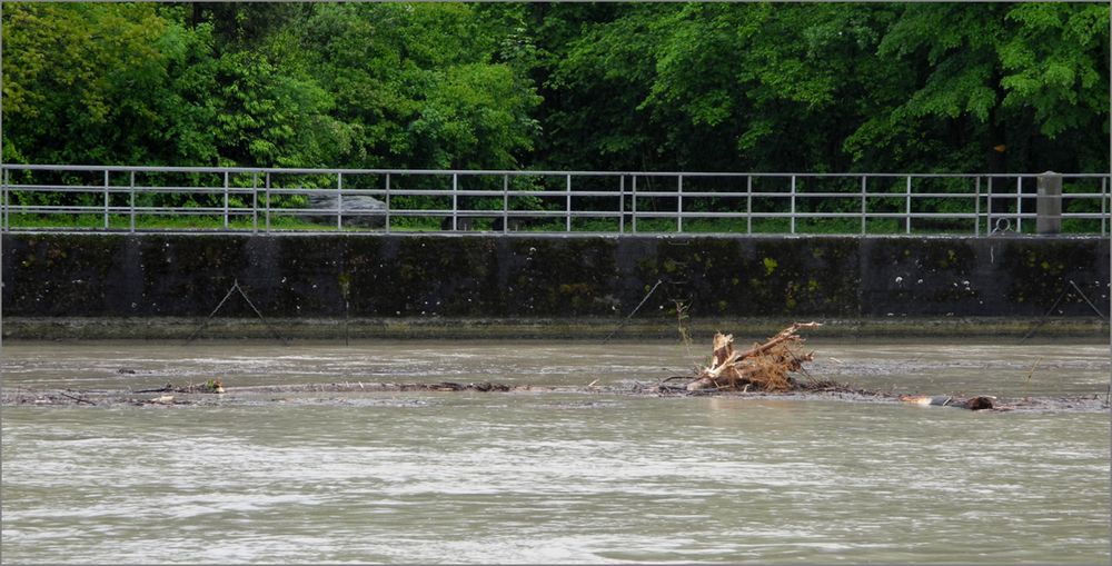 Baumstämme auf der Aare