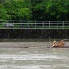 Baumstämme auf der Aare