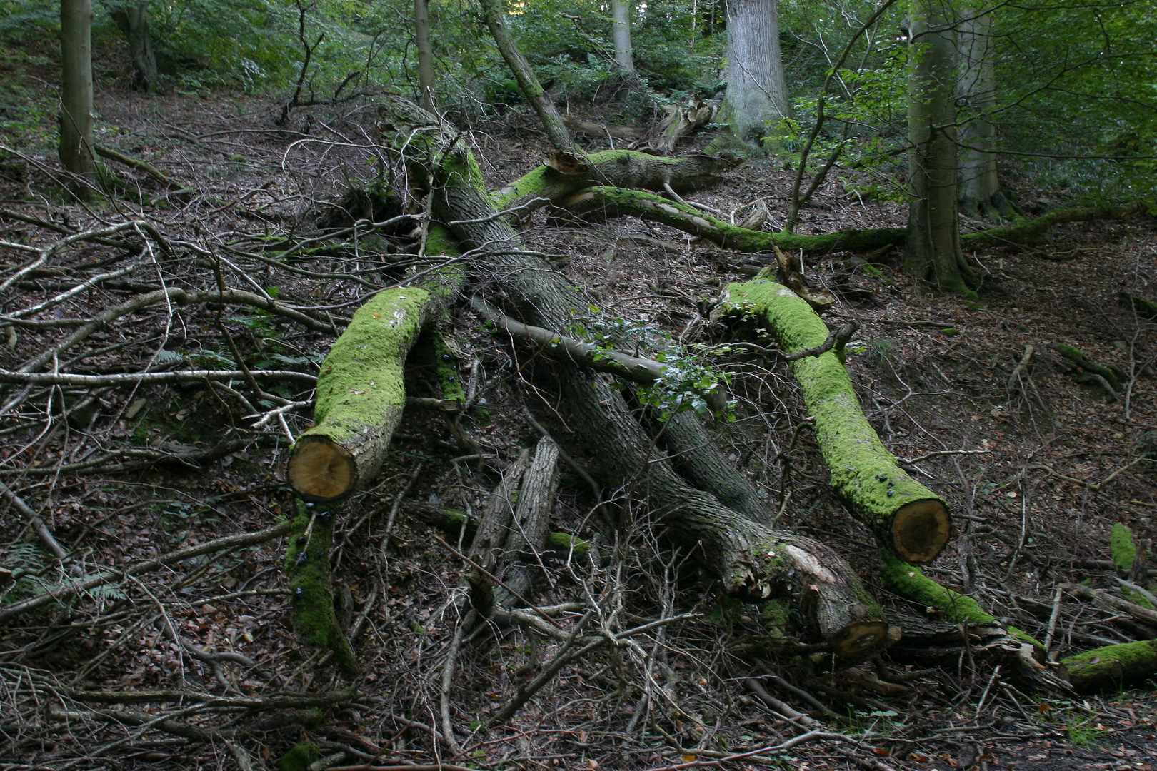 Baumstämme bei Heimbach (2007)