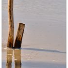 Baumstämme im Sand