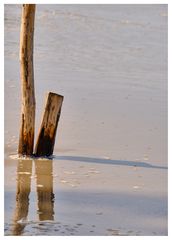 Baumstämme im Sand