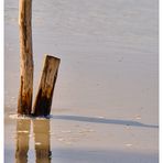 Baumstämme im Sand