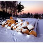 Baumstämme im Schnee