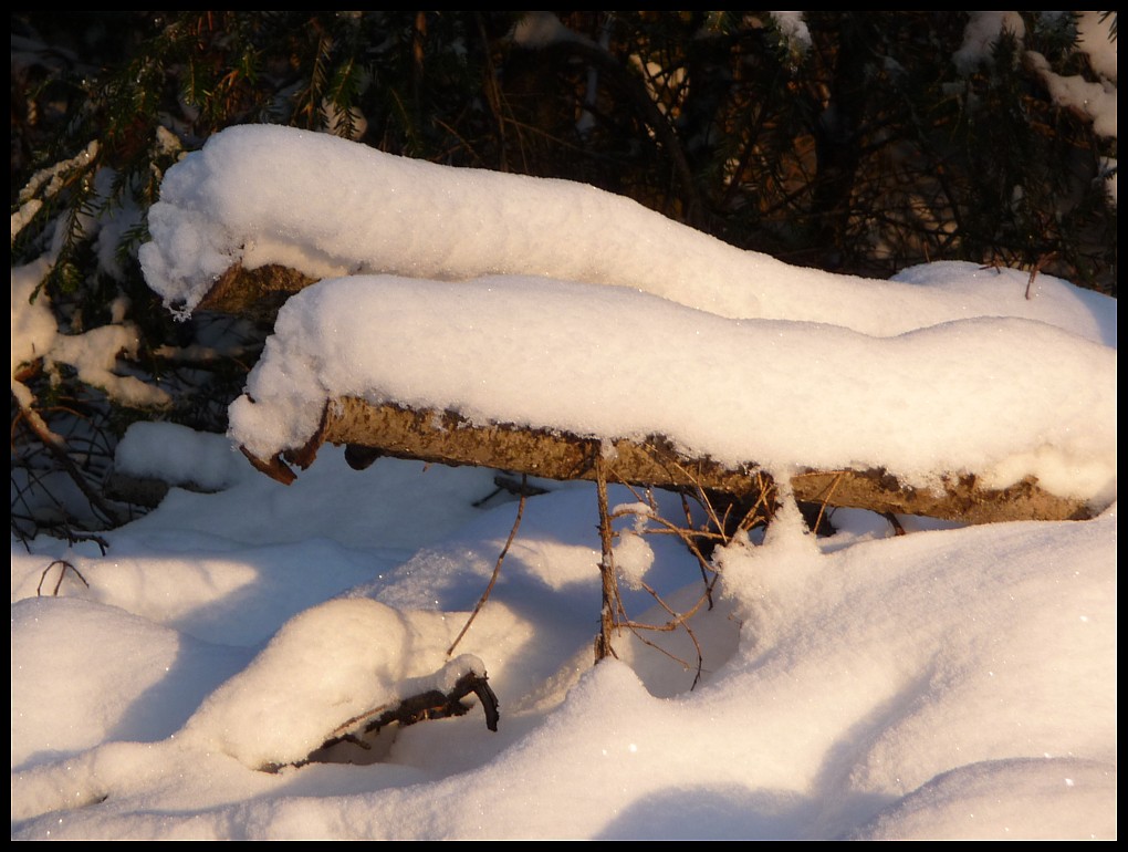 Baumstämme im Schnee