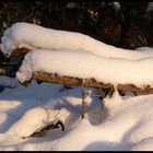 Baumstämme im Schnee