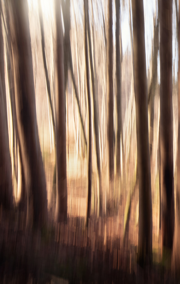 Baumstämme im Wald