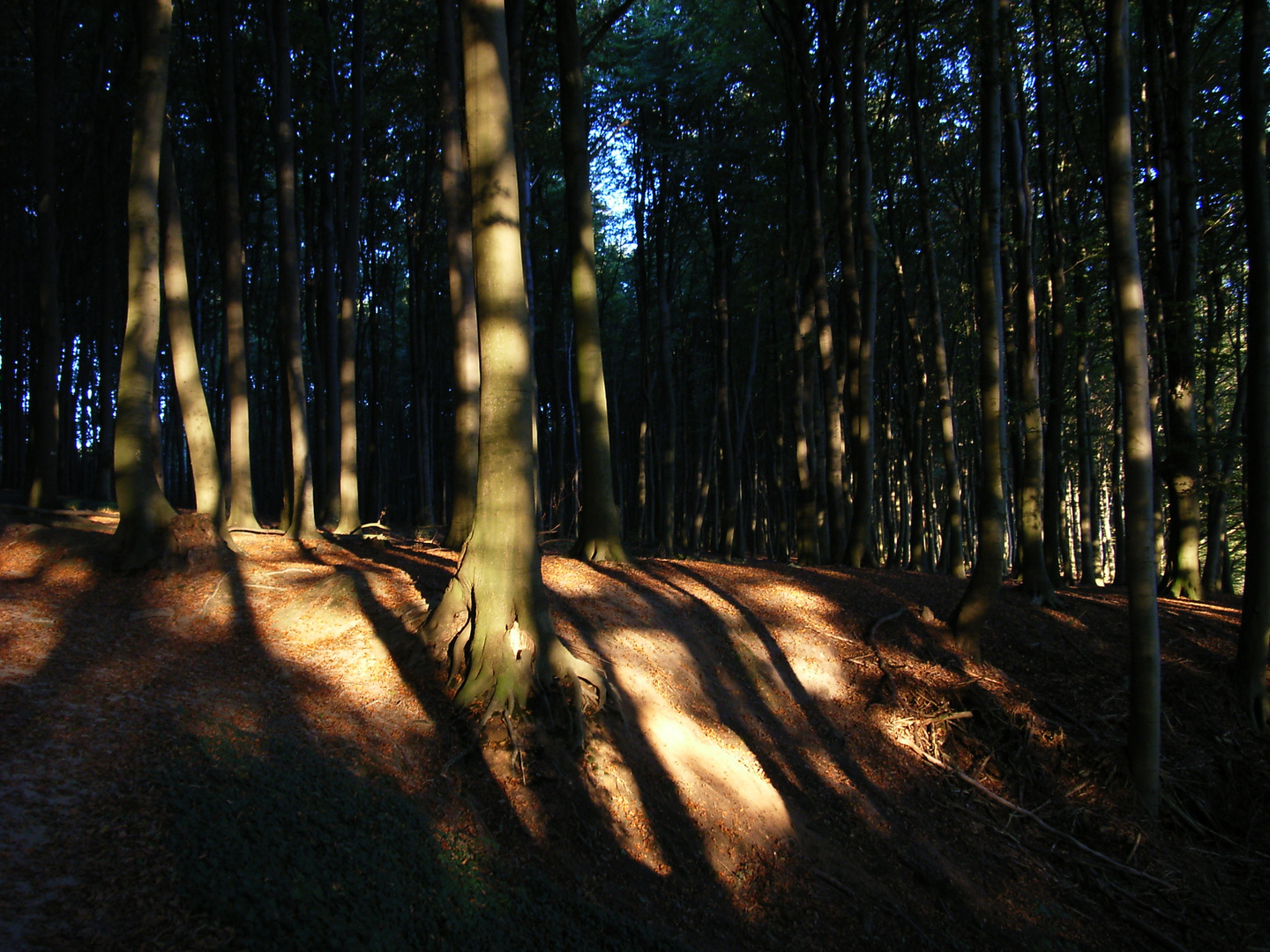 Baumstämme und Wurzeln in den Baumbergen