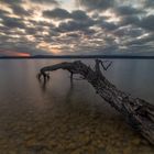 Baumstamm am Ammersee