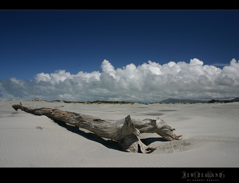 Baumstamm am Farewell Spit