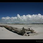 Baumstamm am Farewell Spit