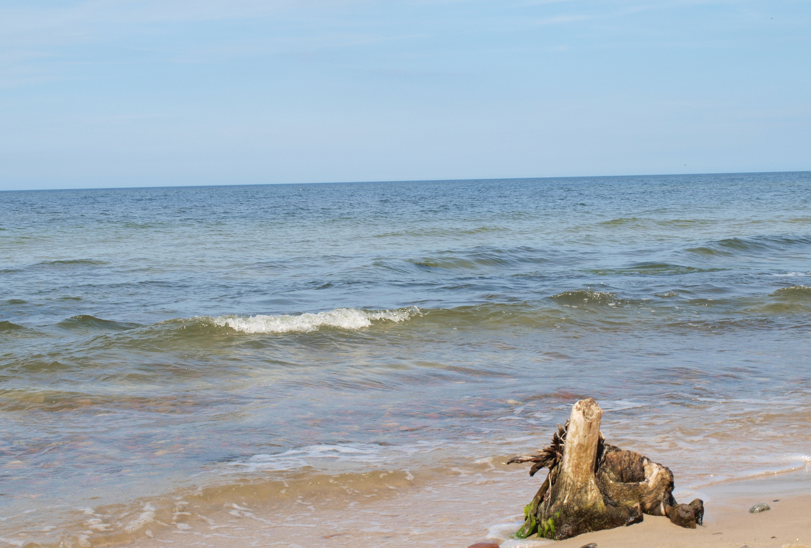 Baumstamm am Meer