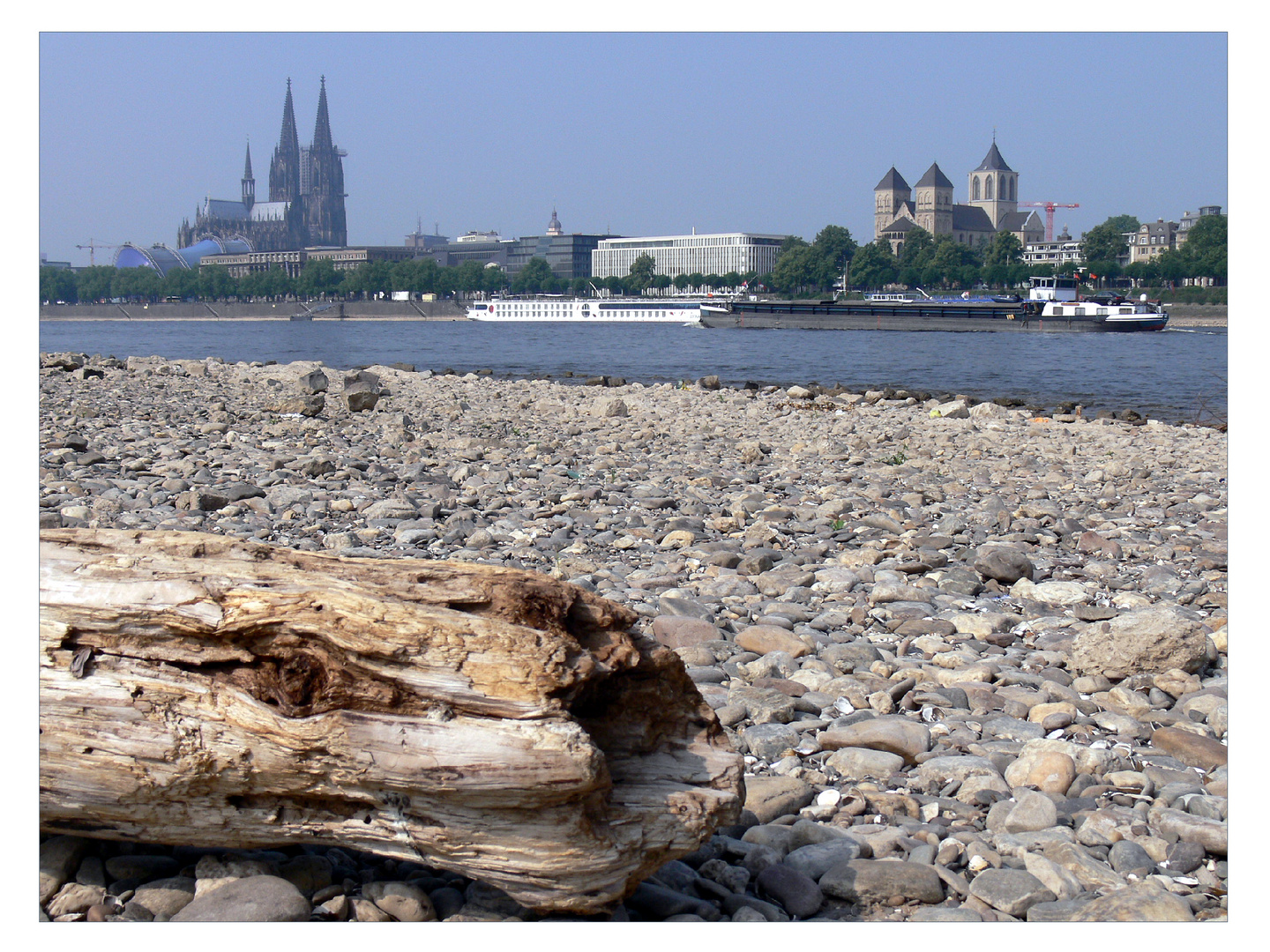 Baumstamm am Rheinufer - im Hintergrund drängt sich natürlich wieder der Dom mit aufs Bild...
