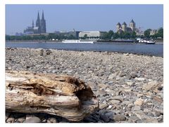 Baumstamm am Rheinufer - im Hintergrund drängt sich natürlich wieder der Dom mit aufs Bild...