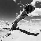 Baumstamm am Strand