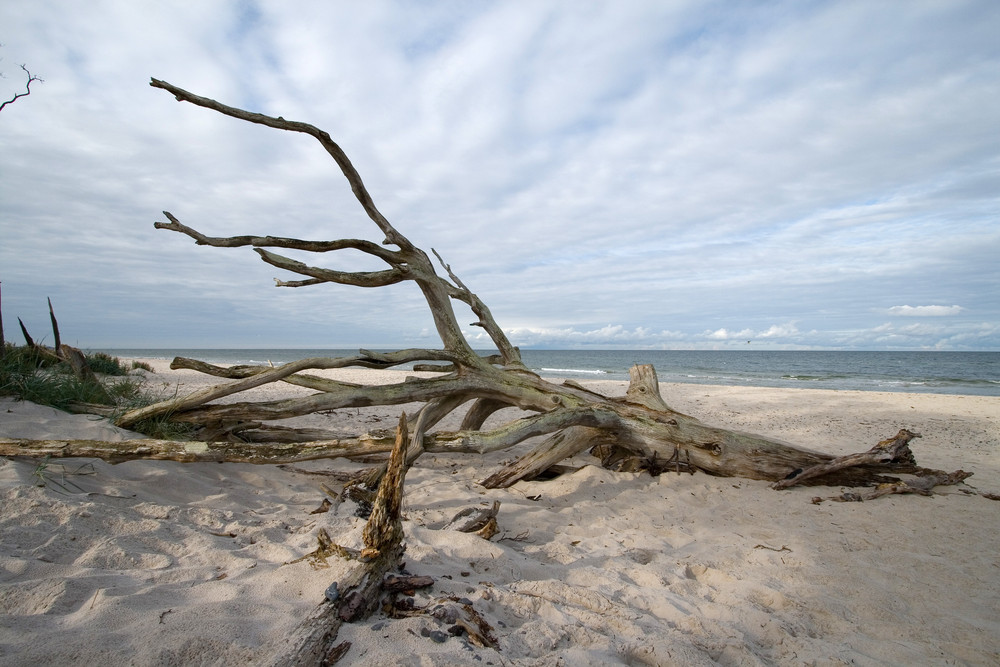 Baumstamm am Weststrand