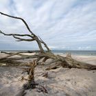 Baumstamm am Weststrand