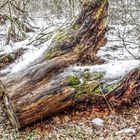 Baumstamm an der Nister - HDR