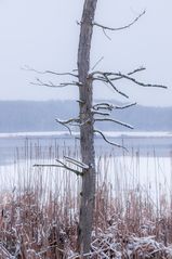 Baumstamm an winterlichem See