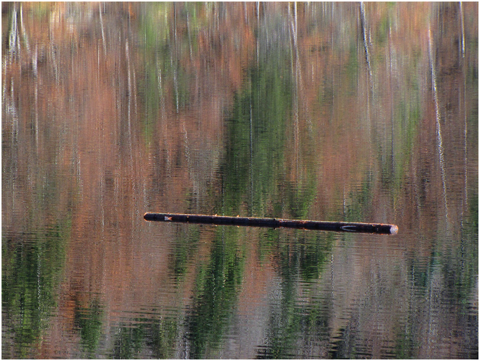 Baumstamm, durch den Herbst schwebend