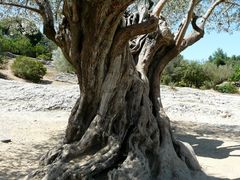 Baumstamm eines Olivenbaumes