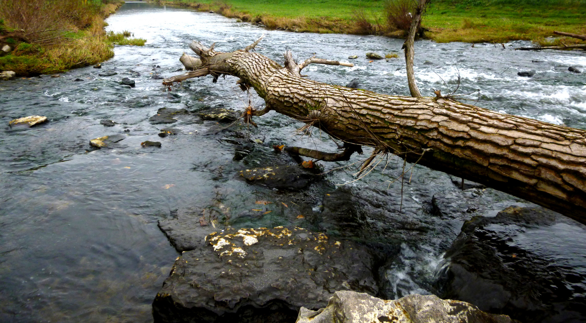 Baumstamm im Fluss