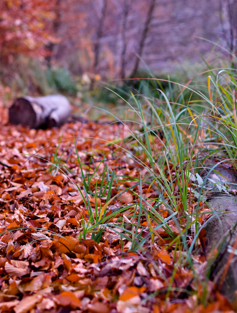 Baumstamm im Herbstlaub