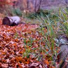 Baumstamm im Herbstlaub