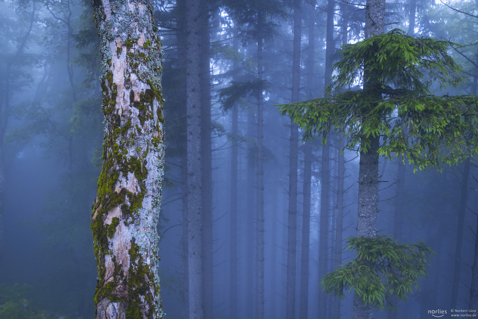 Baumstamm im Nebel