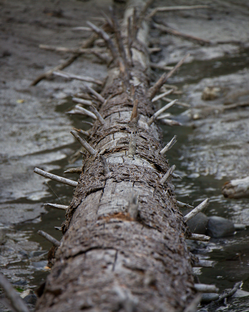 Baumstamm im Schlamm