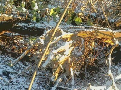 Baumstamm im Schnee