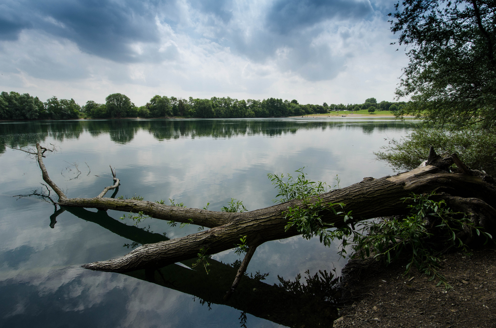 Baumstamm im See