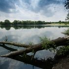 Baumstamm im See