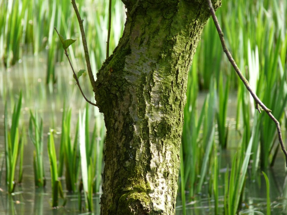 Baumstamm im Teich Foto & Bild pflanzen, pilze & flechten, bäume