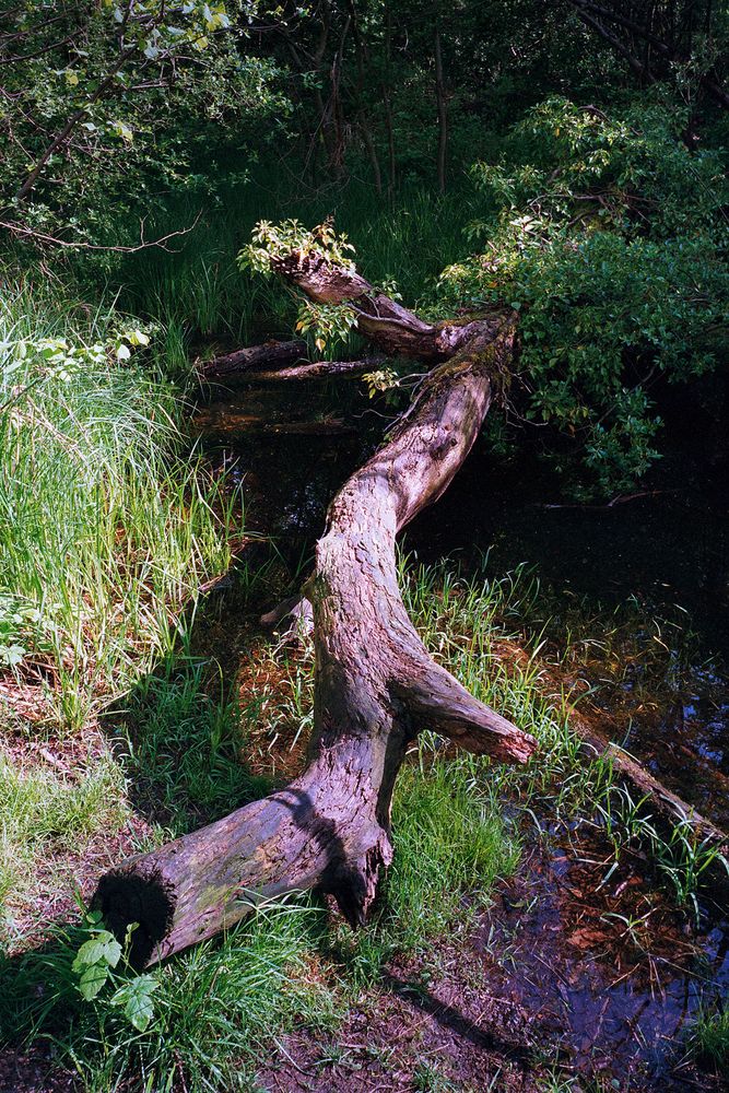 Baumstamm im Wald beim Greifensee