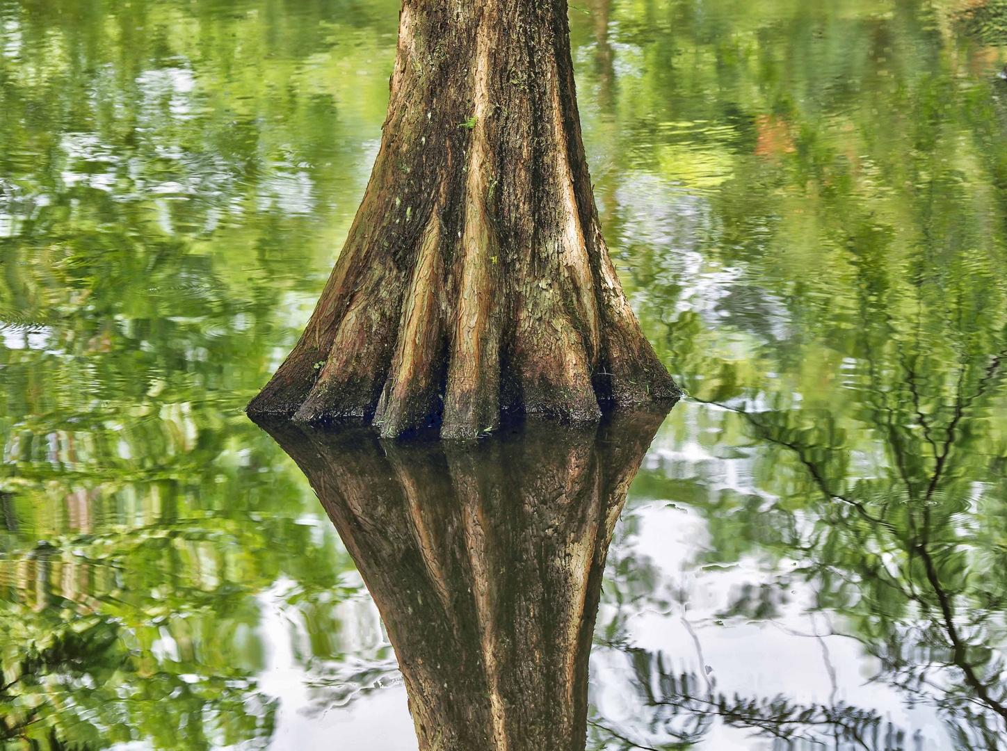 Baumstamm im Wasser