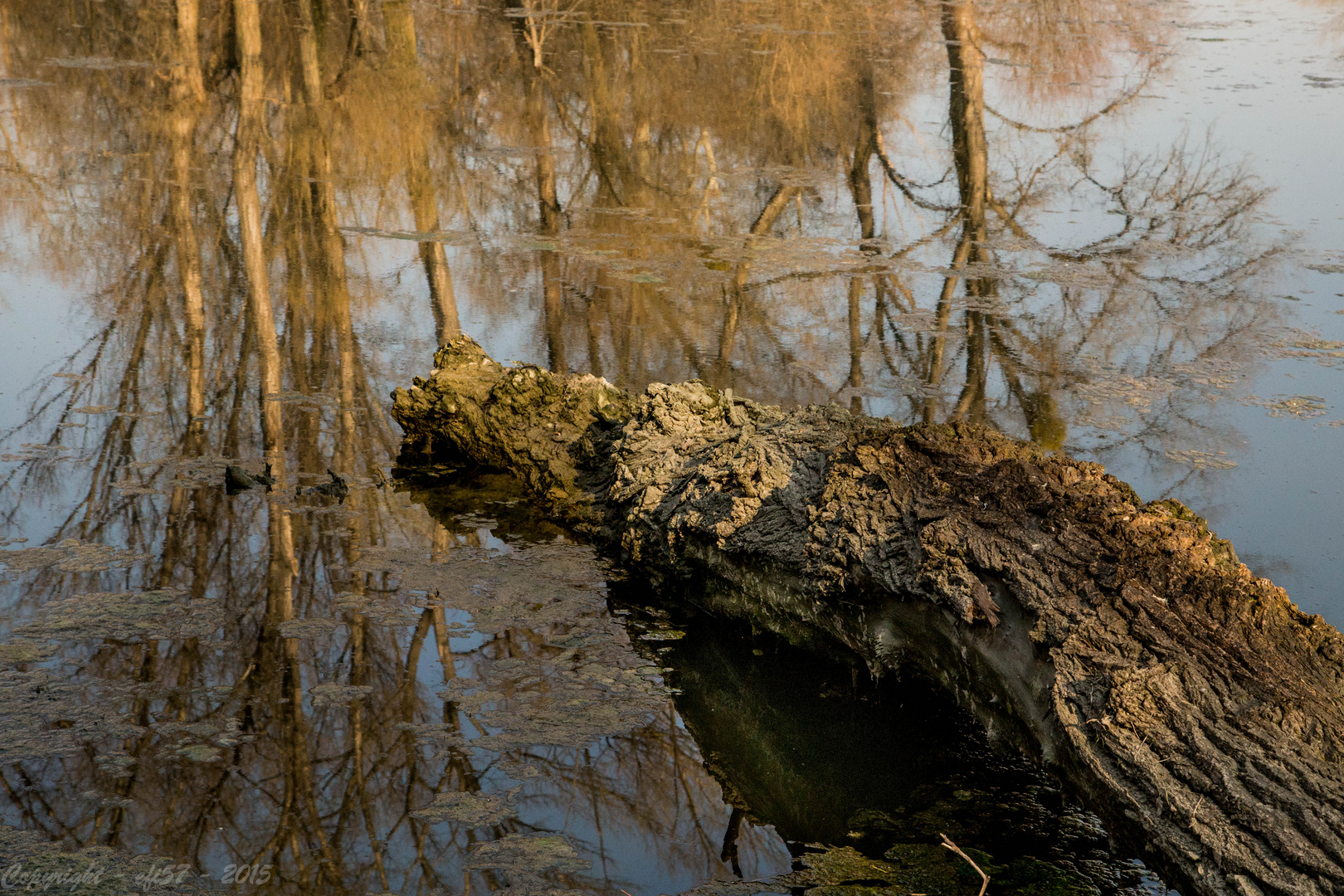 Baumstamm im Wasser