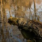 Baumstamm im Wasser