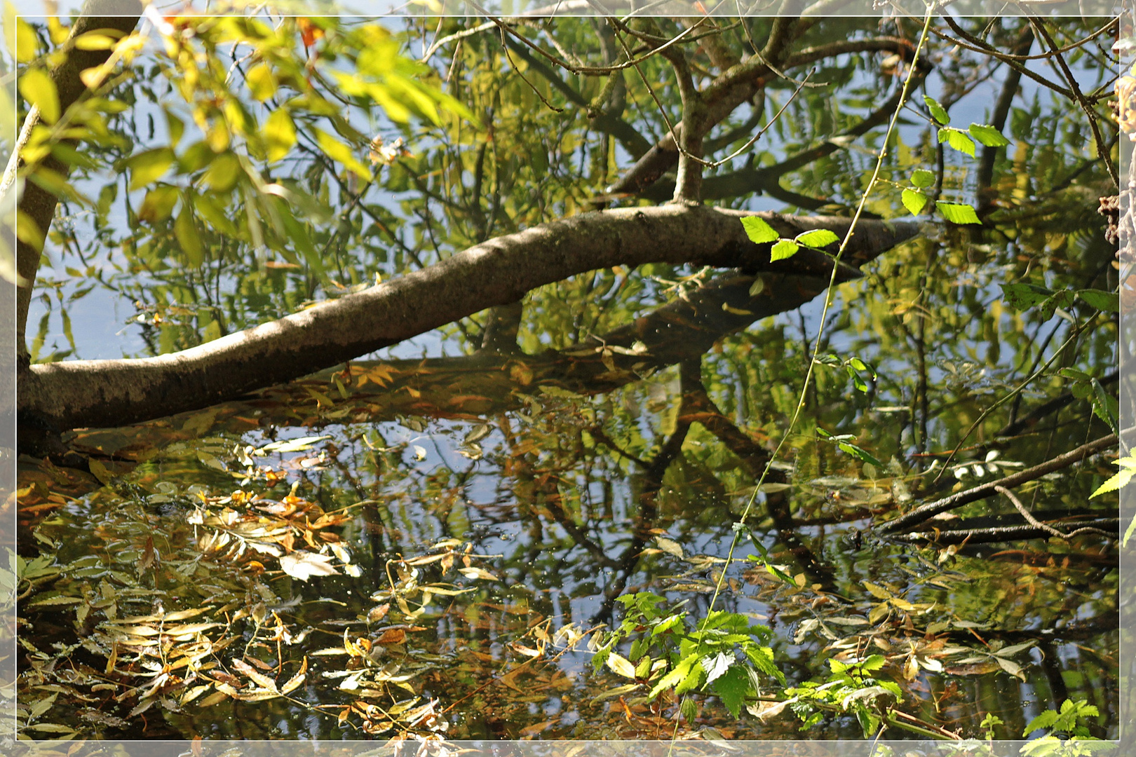 Baumstamm im Wasser