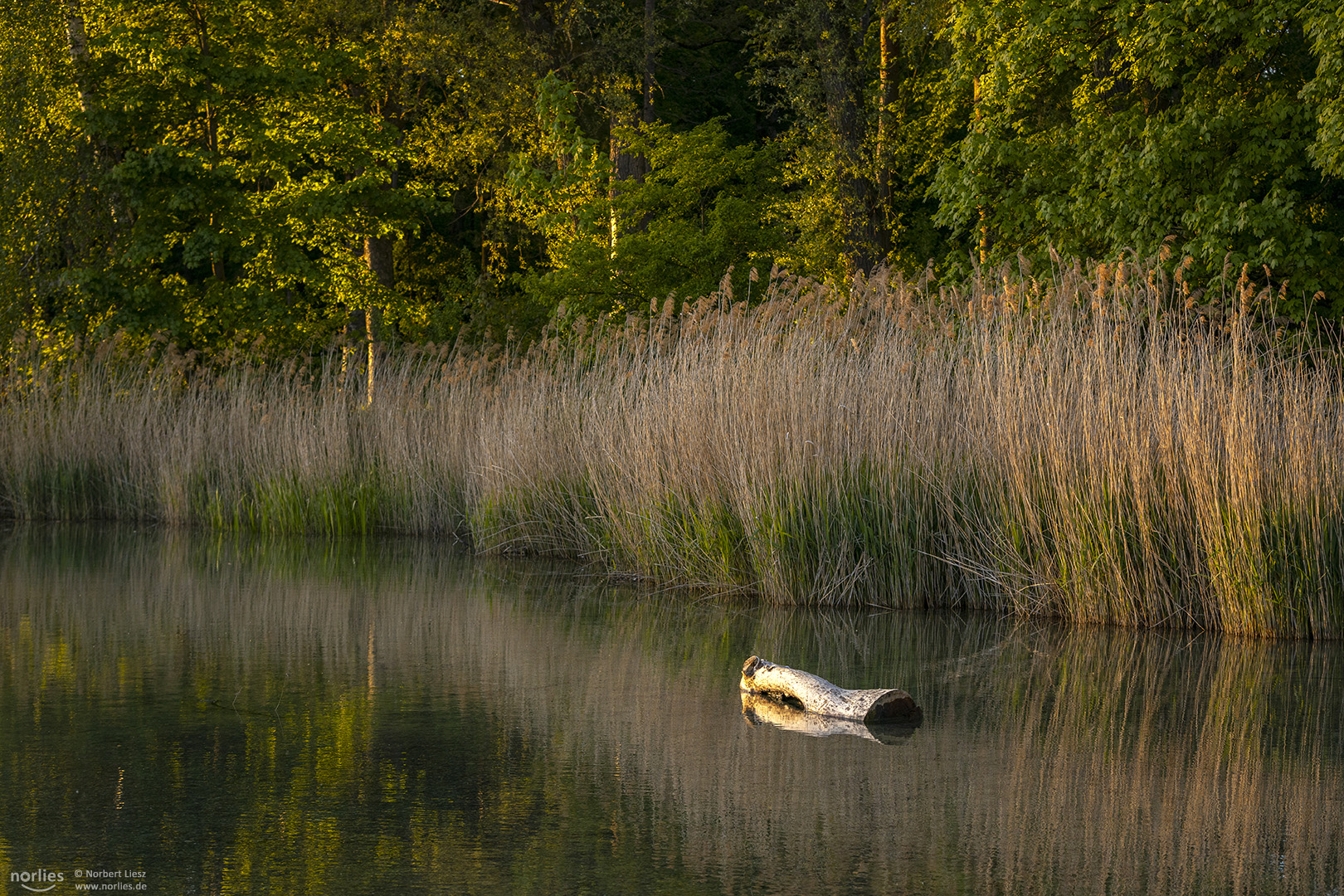 Baumstamm im Wasser