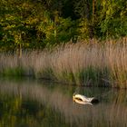 Baumstamm im Wasser