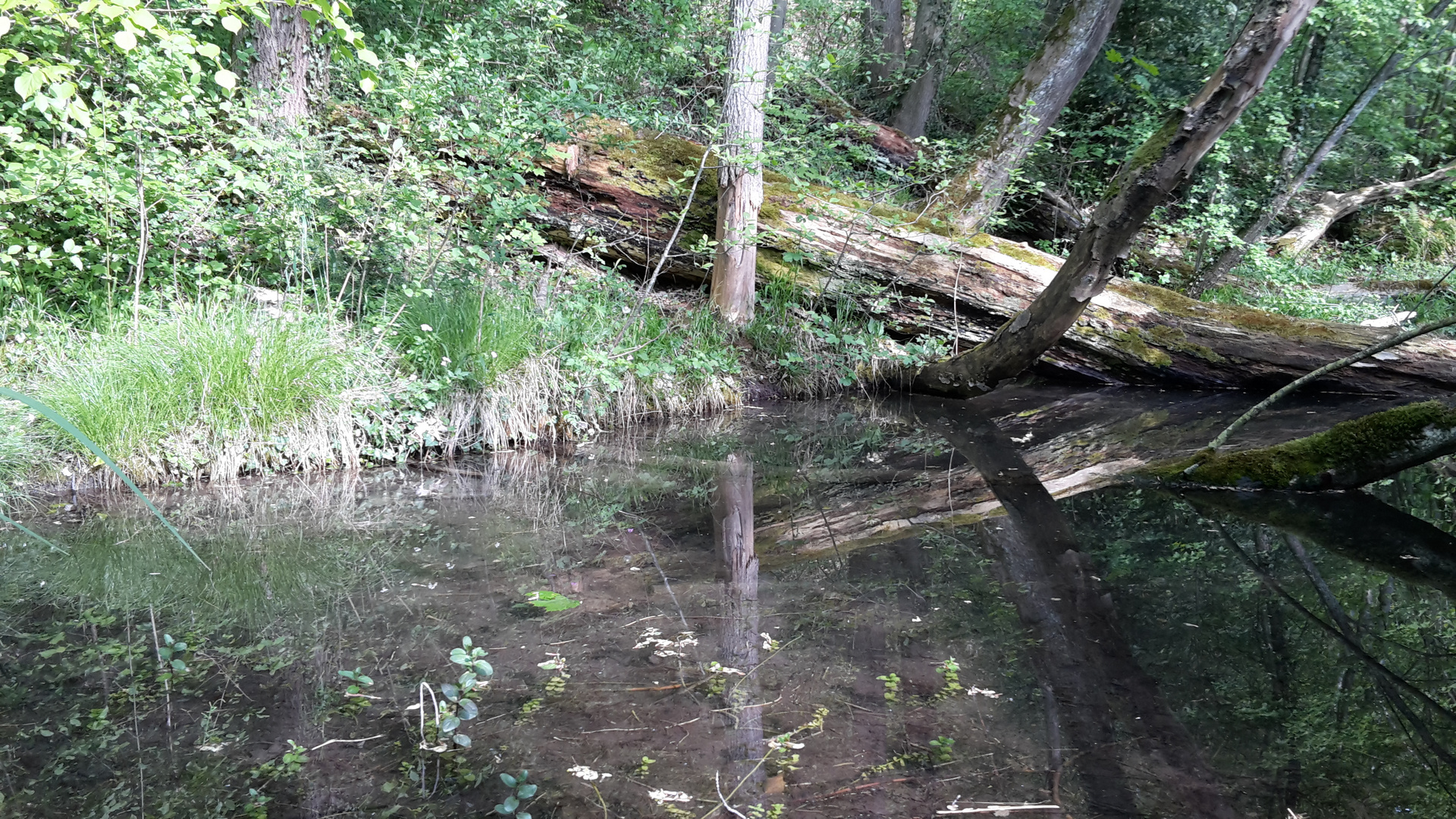 Baumstamm im Wildpark Landsberg