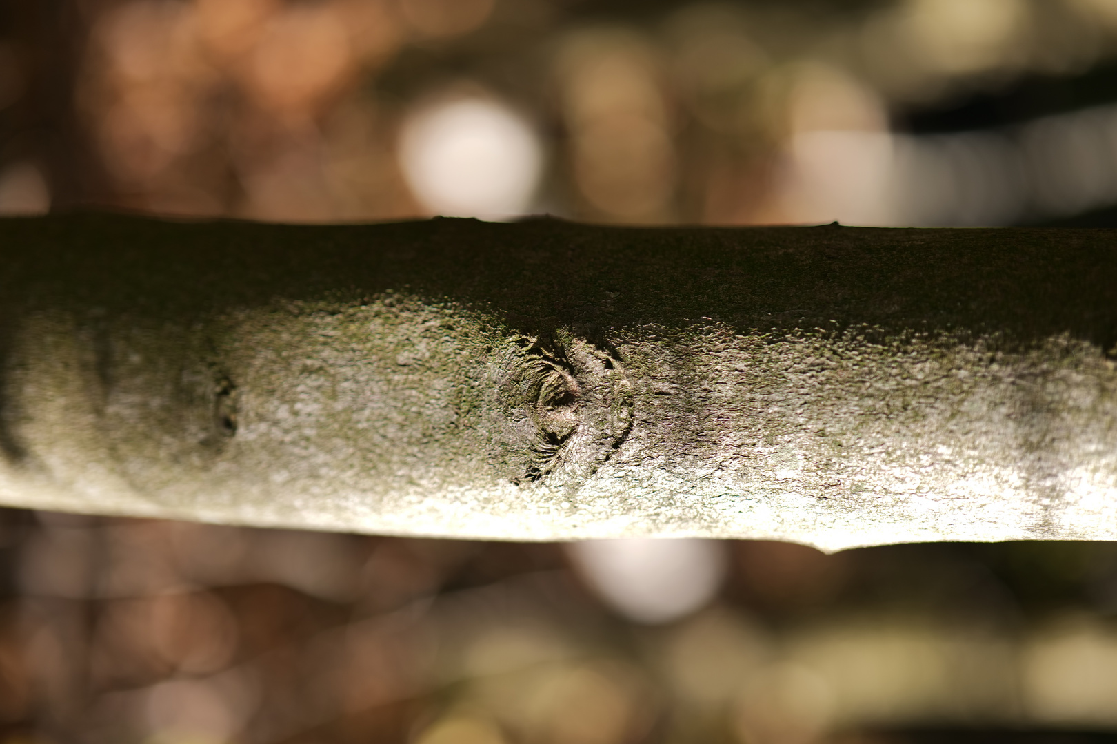 Baumstamm mit Auge