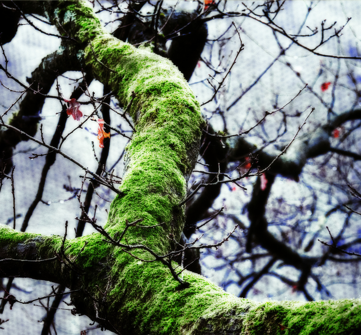 Baumstamm mit leuchtendem Mossbewuchs