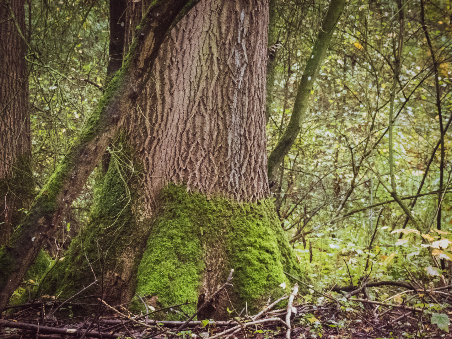 Kostenlose foto : Baum, Wald, Holz, Blume, Kofferraum, Moos