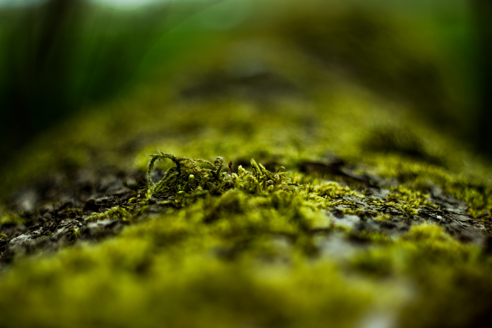 Baumstamm mit Moos im Regen