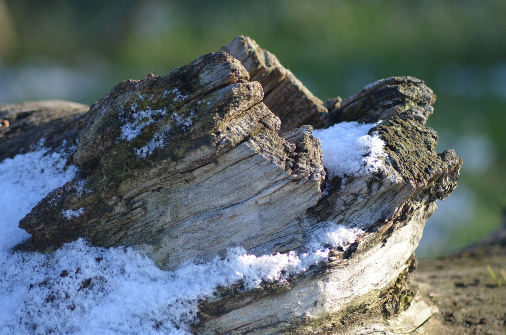 Baumstamm mit Schnee