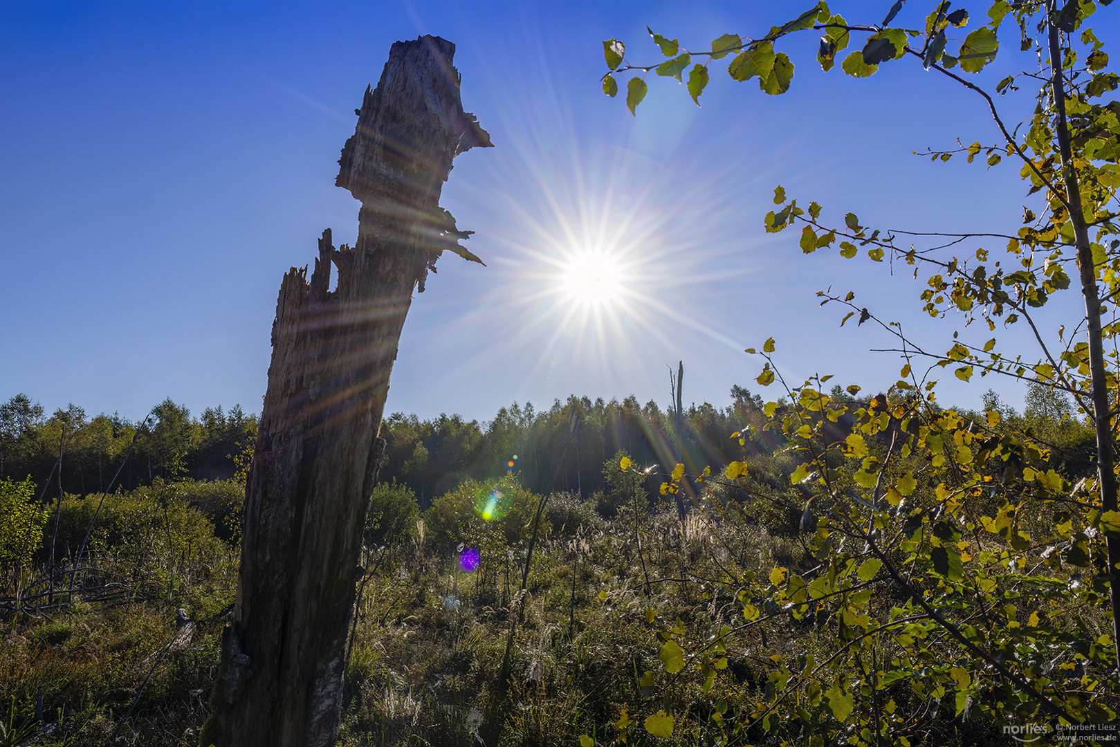 Baumstamm mit Sonnenstern