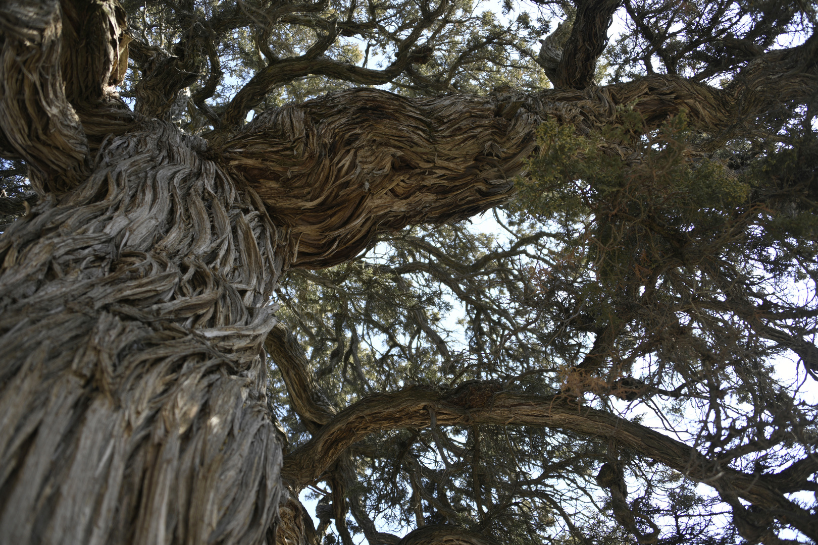 Baumstamm und Zweig vom Stinkenden Wacholder (Juniperus foetidissima Wild) 