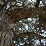 Baumstamm und Zweig vom Stinkenden Wacholder (Juniperus foetidissima Wild) 