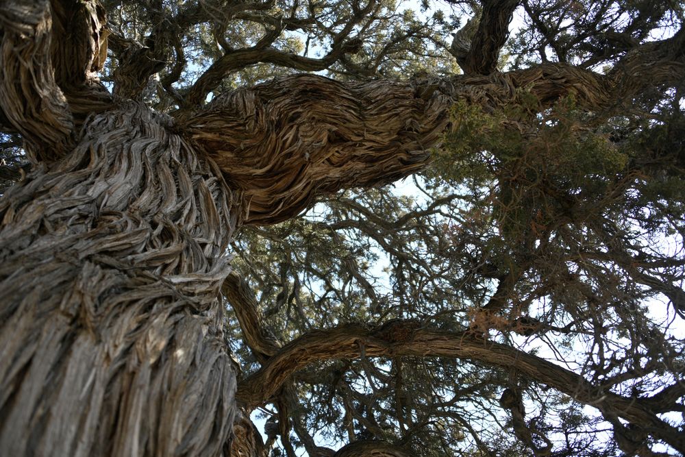 Baumstamm und Zweig vom Stinkenden Wacholder (Juniperus foetidissima Wild) 